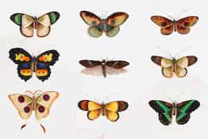 Бесплатное векторное изображение Набор иллюстраций мотыльков и бабочек