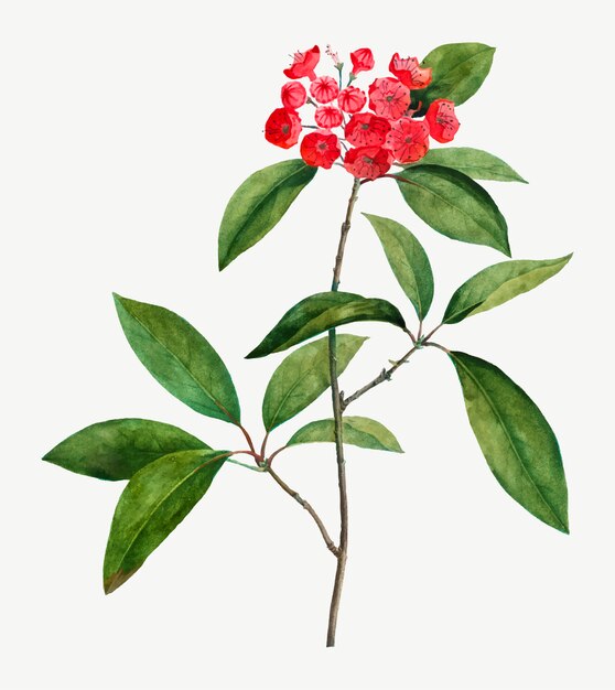 Mountain Laurel branch