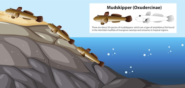 Free vector mudskipper movement vector concept