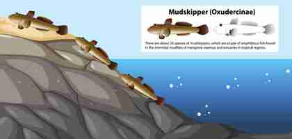 Free vector mudskipper movement vector concept