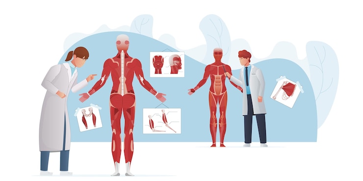 Free Vector muscle anatomy flat composition with doodle characters of medical students discovering mussel parts of human bodies vector illustration