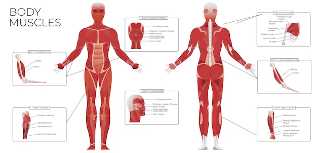 Composizione infografica piatta dell'anatomia muscolare con viste anteriori e posteriori del corpo umano con illustrazione vettoriale di didascalie di testo