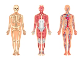 Muscles and bones in human body illustrations set. cartoon man with skeleton and blood vessel structure, veins, arteries, muscular system, isolated on white