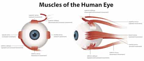 Free vector muscles of the human eye