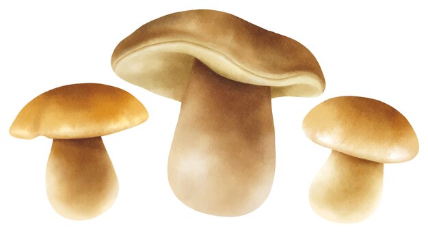 Коллекция акварельных иллюстраций грибов