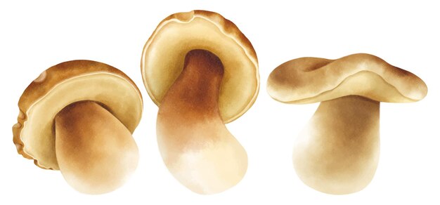 Коллекция акварельных иллюстраций грибов