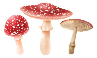 Free vector mushroom illustration watercolor style collection