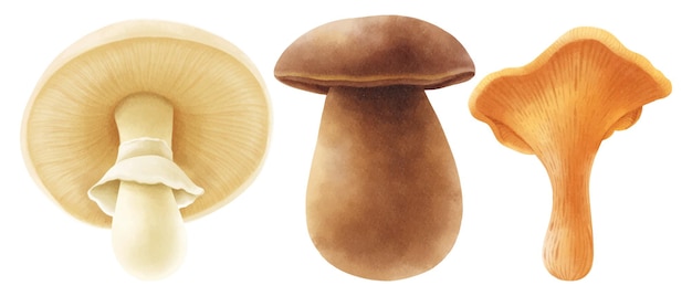 Mushroom illustration watercolor style collection