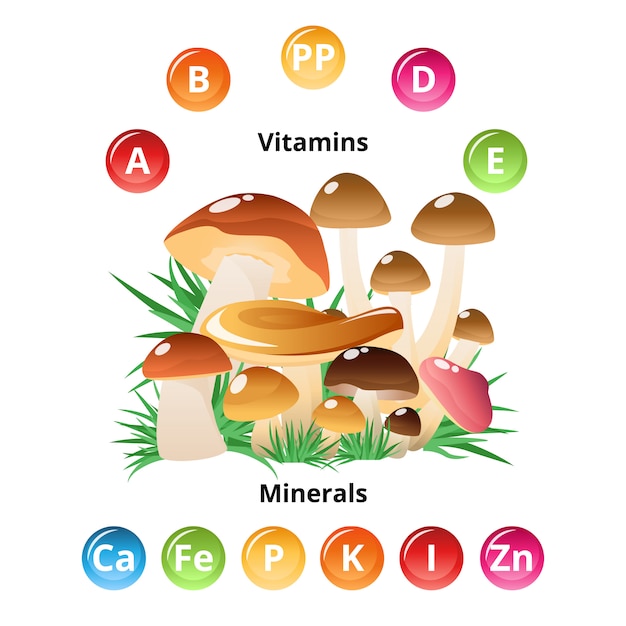 Infographics di nutrizione dei funghi