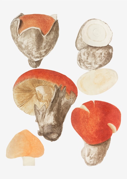 Free vector mushroom variety in vintage style