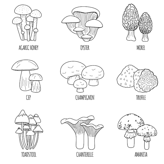 Плоский набор грибов изолированных иконок с текстовыми подписями и контурными монохромными изображениями различных векторных иллюстраций грибов