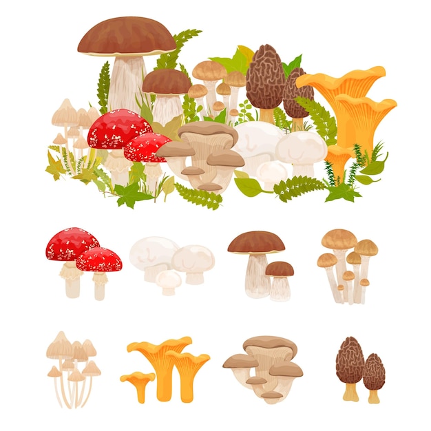 Set piatto di funghi con composizioni isolate di funghi di bosco con specie commestibili e velenose tutte insieme illustrazione vettoriale