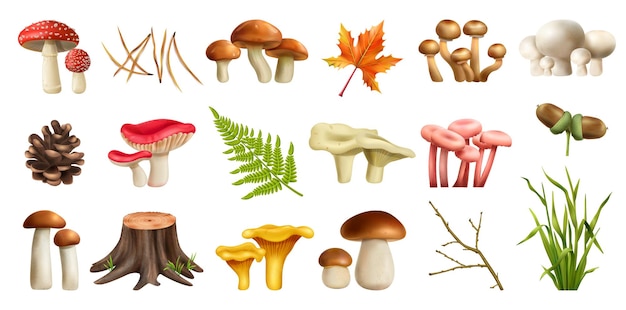 Vettore gratuito insieme realistico della foresta dei funghi con l'illustrazione di vettore isolata boletus