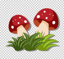 Mushrooms in grass isolated