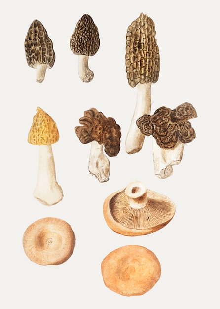 Mushrooms in vintage style