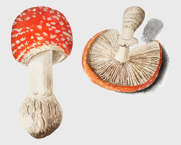 Mushrooms in vintage style