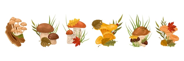 Mushrooms with leaves cartoon row with honey agaric porcini boletus oyster oiler isolated elements vector illustration