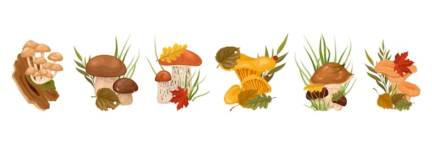 꿀 agaric porcini boletus 굴 오일러 격리 요소 벡터 일러스트와 함께 잎 만화 행 버섯