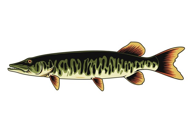 Иллюстрация рыбы muskellunge