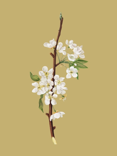 Musky pear flower from Pomona Italiana illustration