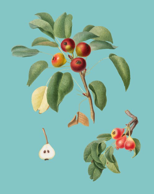 Musky pear from Pomona Italiana illustration