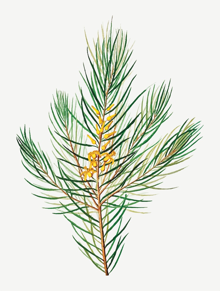 Free Vector narrow-leaved geebung