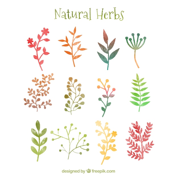 Free vector natural herbs in watercolor style