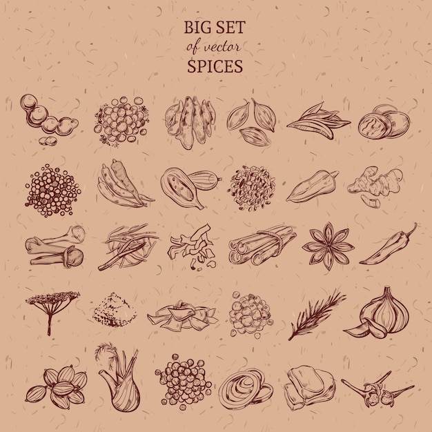 Free vector natural spices and herbs collection