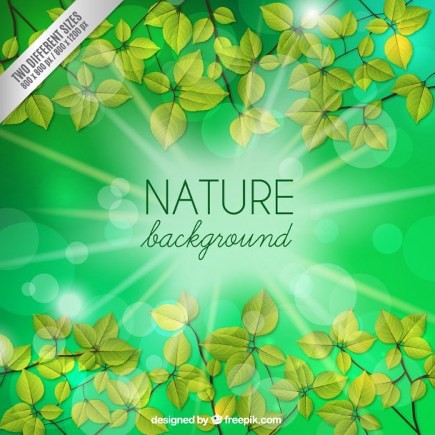 Free vector nature bokeh background with leaves