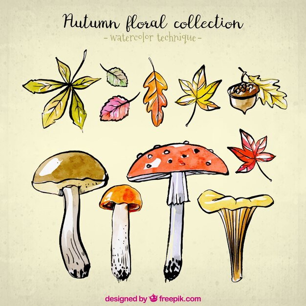 Nature collection for autumn in watercolor