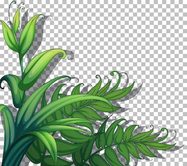 自然植物フレーム透明な背景