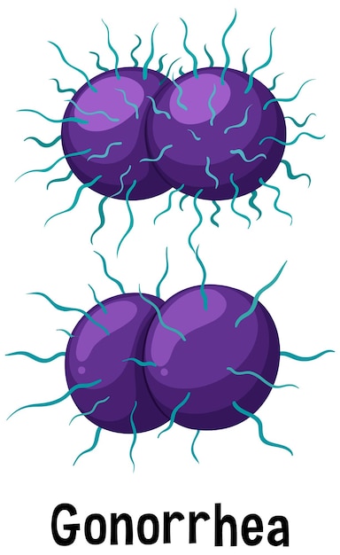 텍스트가 있는 neisseria gonorrhoeae 박테리아