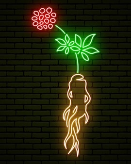 Neon sign, in the form of a ginseng plant. with root, stem, leaves and flowers. against a brick wall. for your design. isolated.