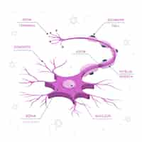 Free vector nerve cell concept illustration