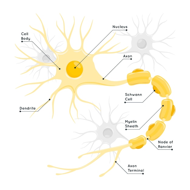 Free vector nerve cell concept illustration