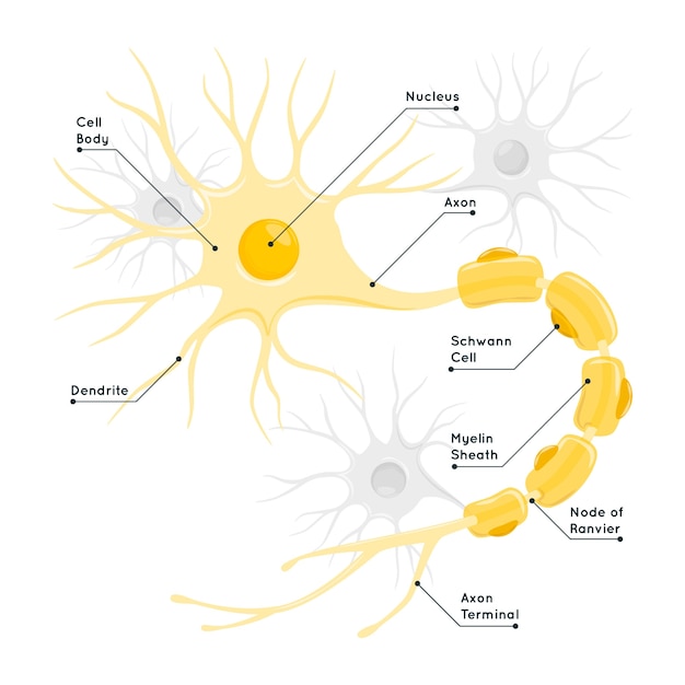 神経細胞の概念図