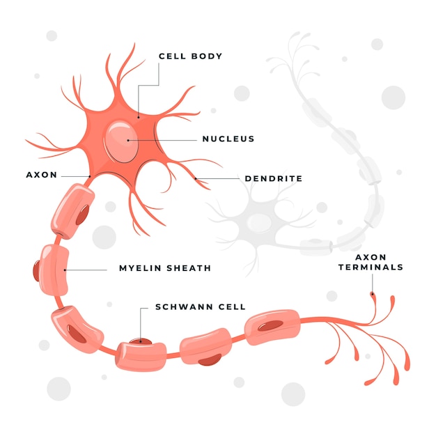 Vettore gratuito illustrazione del concetto di cellula nervosa
