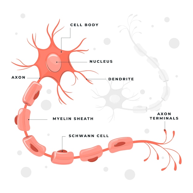 신경 세포 개념 그림