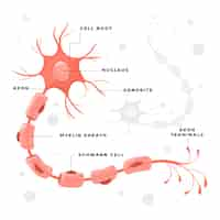 Vettore gratuito illustrazione del concetto di cellula nervosa