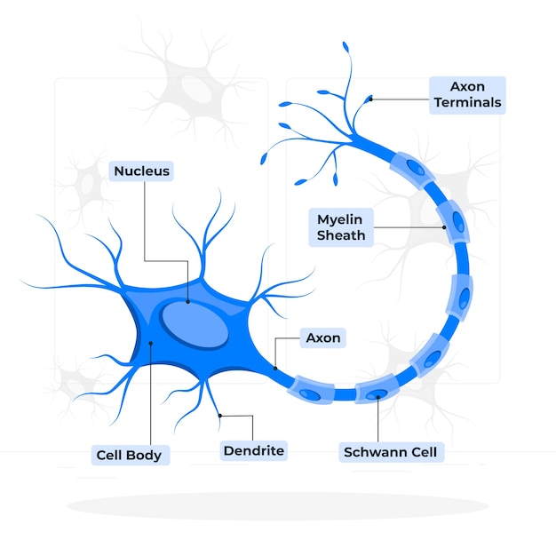 Free vector nerve cell concept illustration