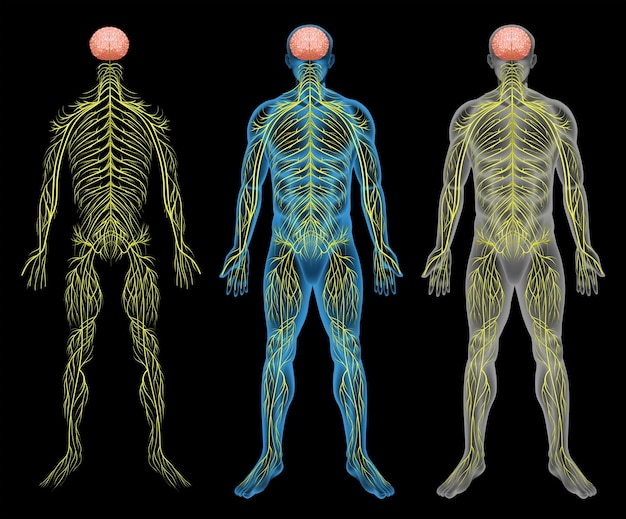 The nervous system