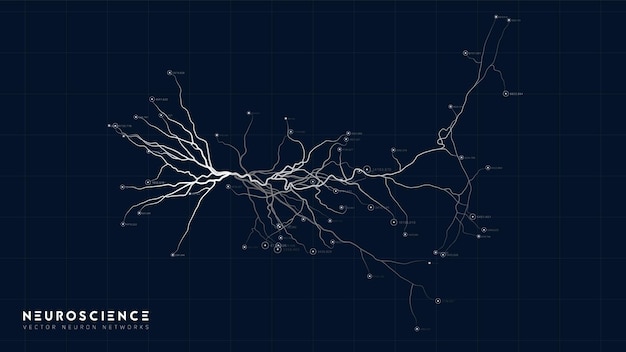Модель нейронной системы Структура нейронной сети Исследование нервной сети человека Цифровой искусственный организм Анализ данных клеток человеческого мозга