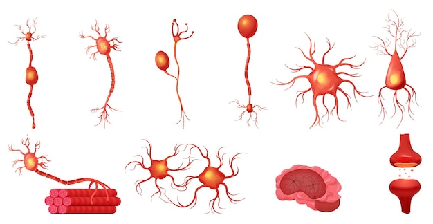シナプス核と人間の脳の画像ベクトルイラストと神経構造の孤立したアイコンで設定された神経科学ニューロン