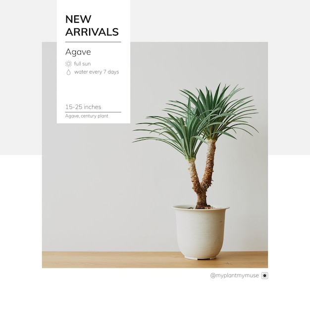 New arrivals template vector with agave tree