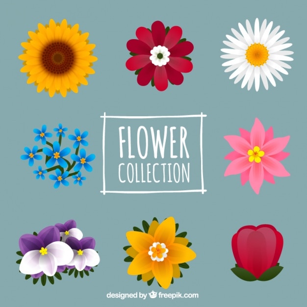 Free vector nice collection of eight flowers