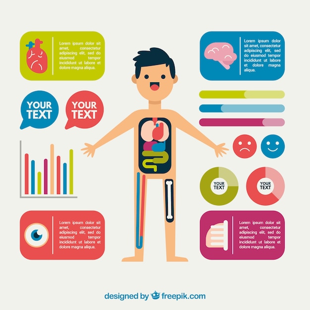 Nice infographic of the human body in flat design