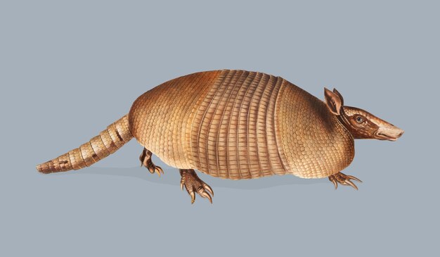 Nine-banded Armadillo illustration