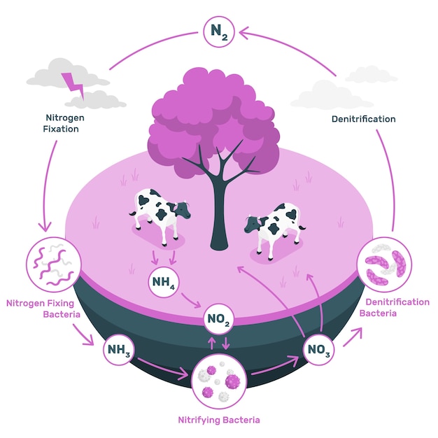 Nitrogen cycle concept illustration