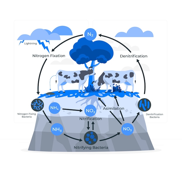 Free vector nitrogen cycle concept illustration