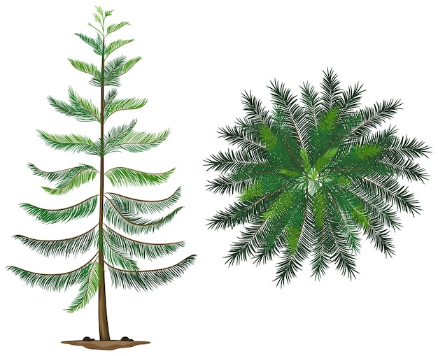 Free vector a norfolk island plant